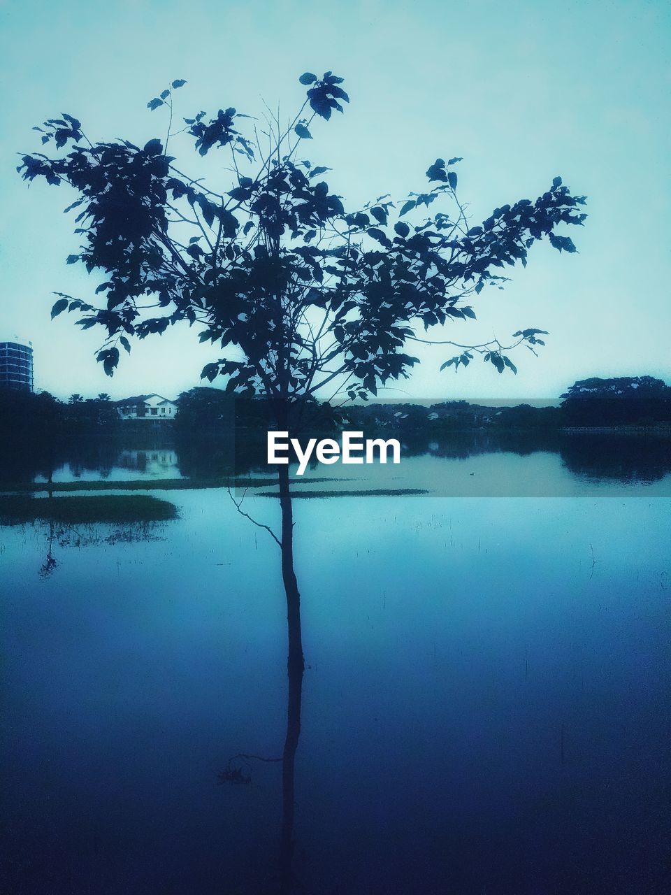 TREE BY LAKE AGAINST SKY