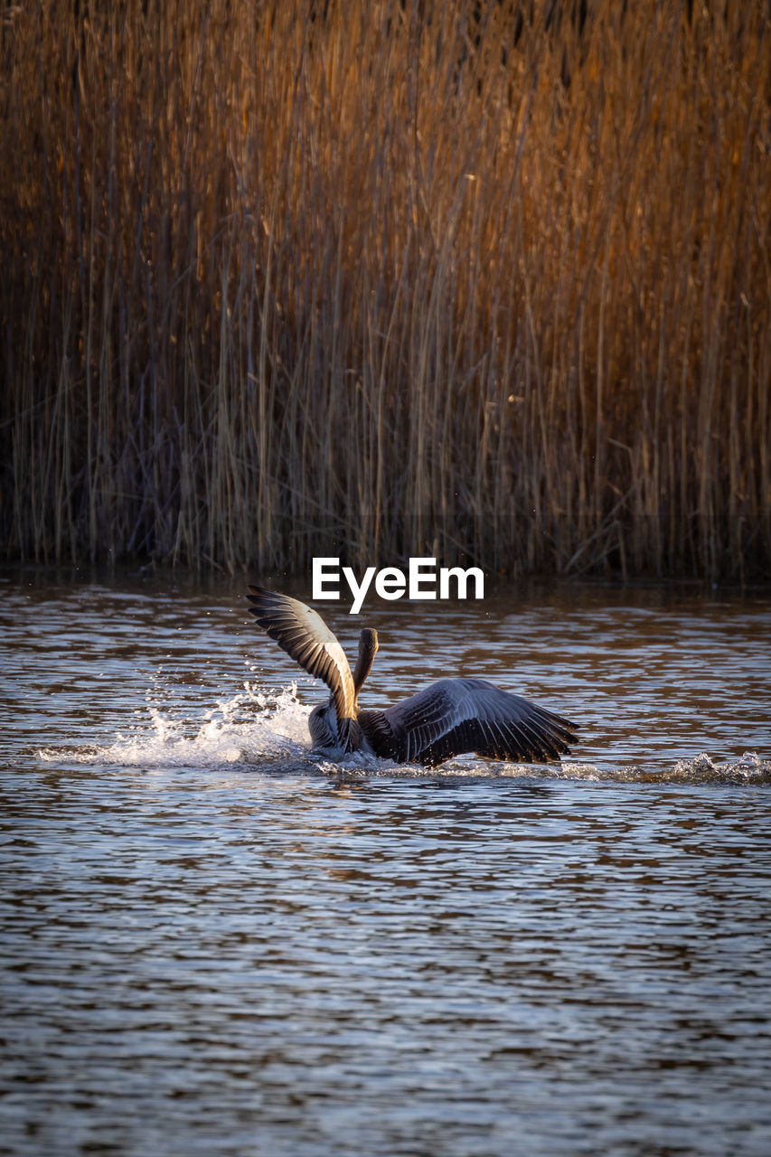 SIDE VIEW OF A BIRD IN WATER