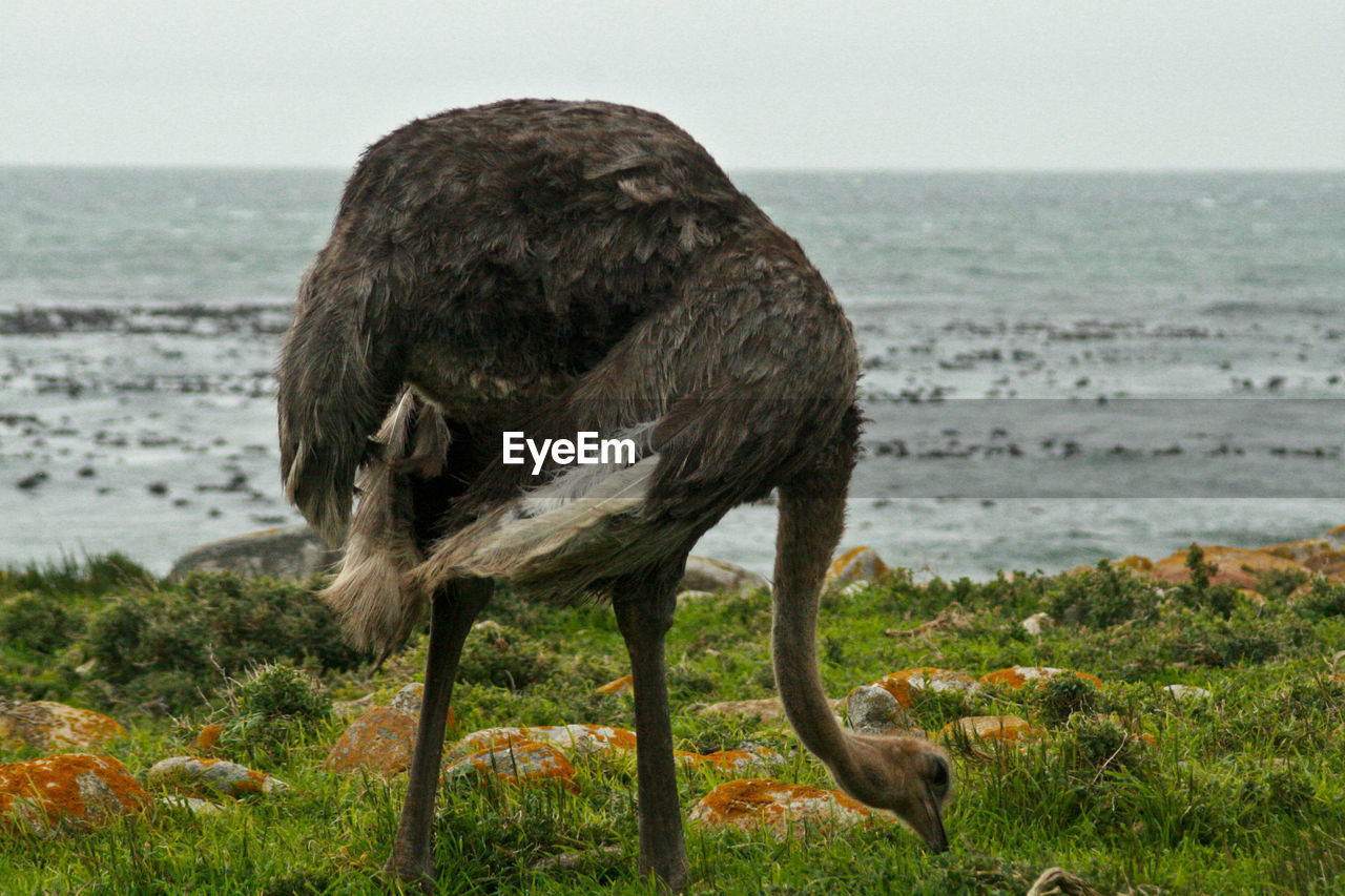 View of ostrich on beach