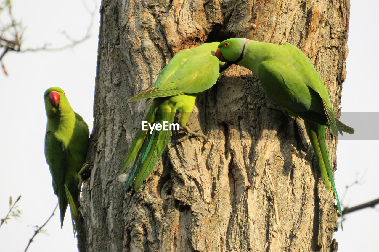 CLOSE-UP OF PARROT ON TREE TRUNK