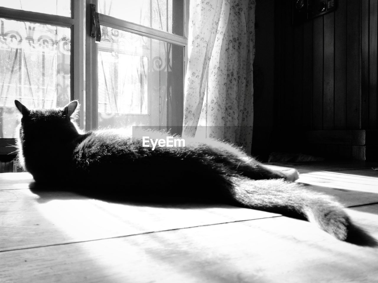 CAT RESTING AT HOME