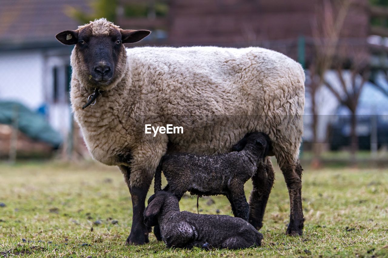 Sheep feeding lambs