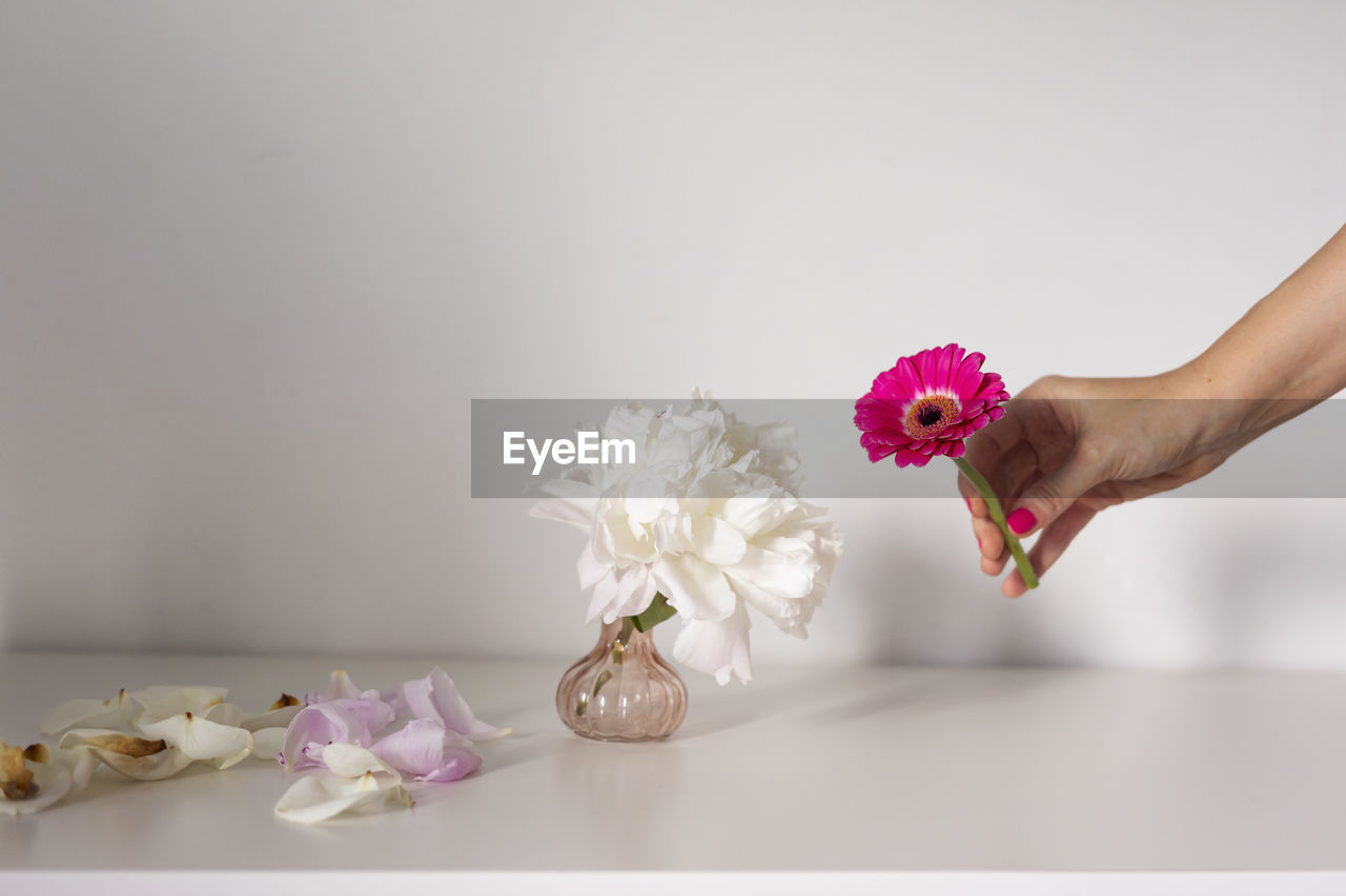 Cropped hand of woman holding flower over white background