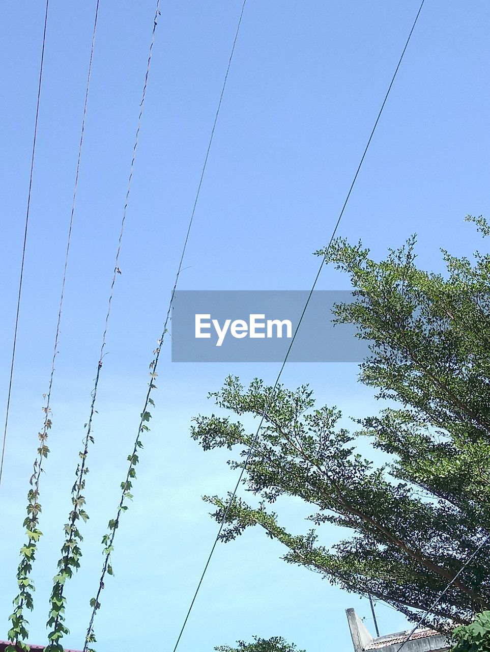 LOW ANGLE VIEW OF POWER LINES AGAINST SKY