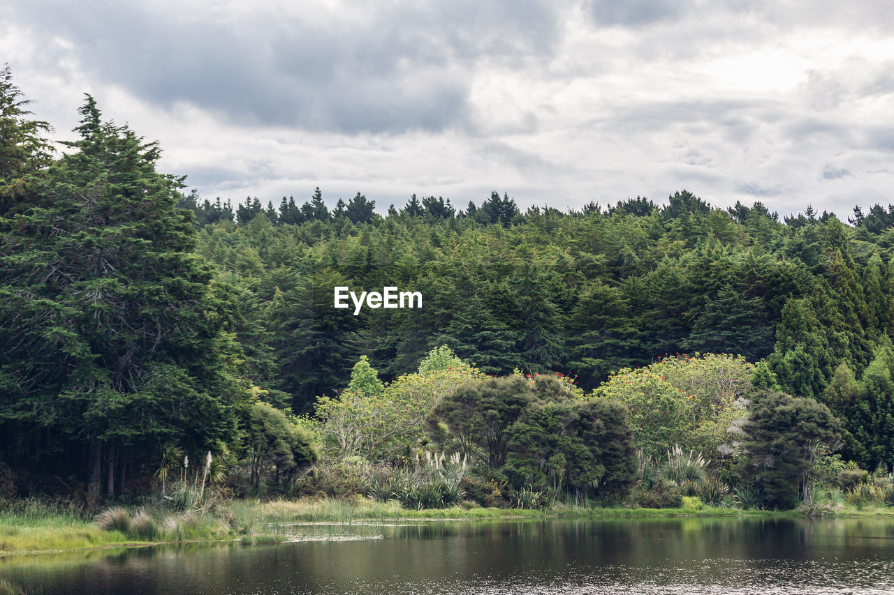 Scenic view of lake by trees against sky