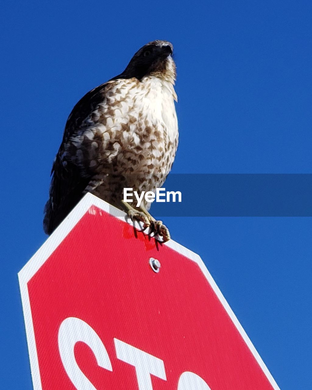 Low angle view of eagle perching on the sky