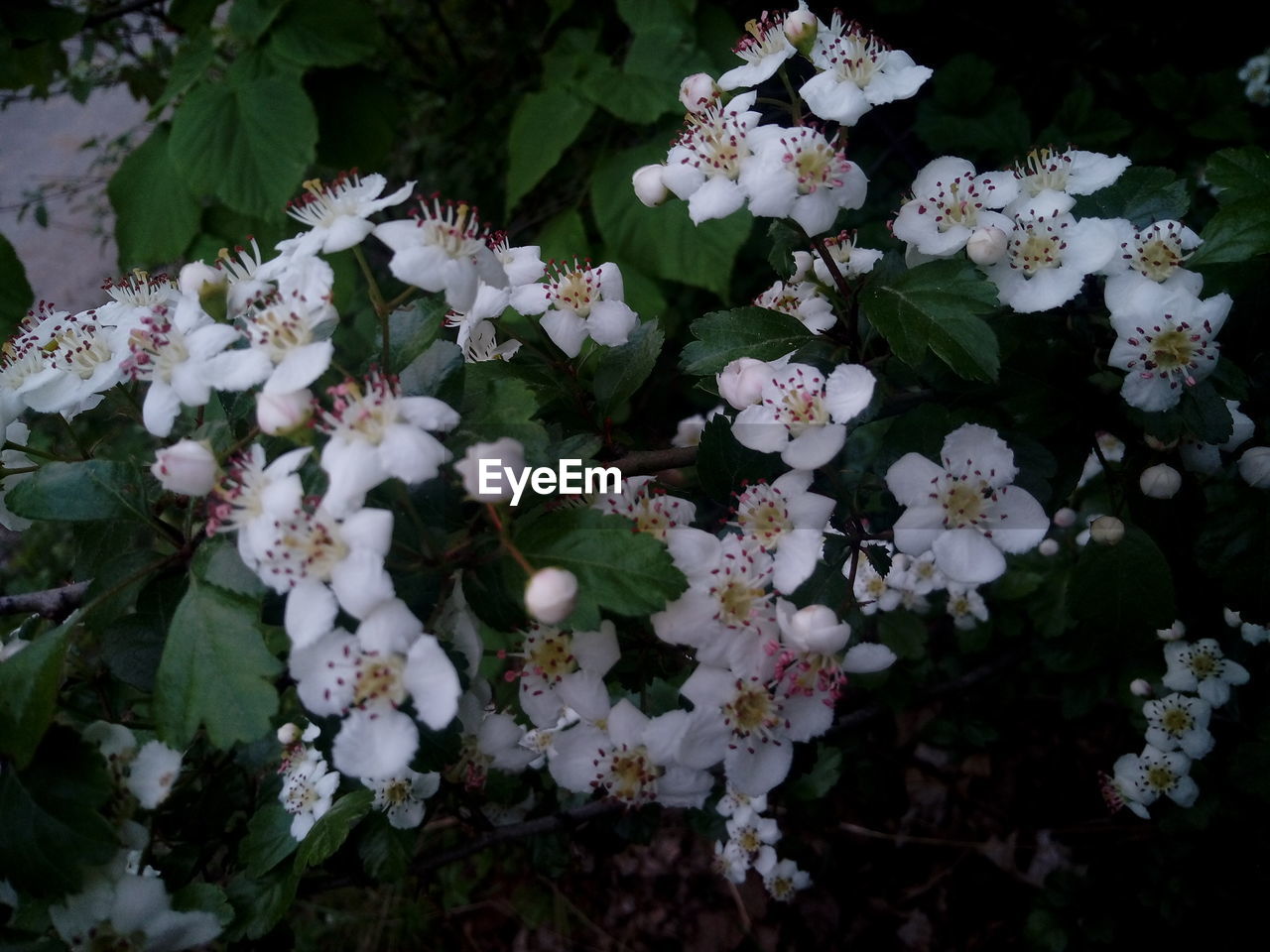 CLOSE-UP OF WHITE FLOWERS BLOOMING ON PLANT