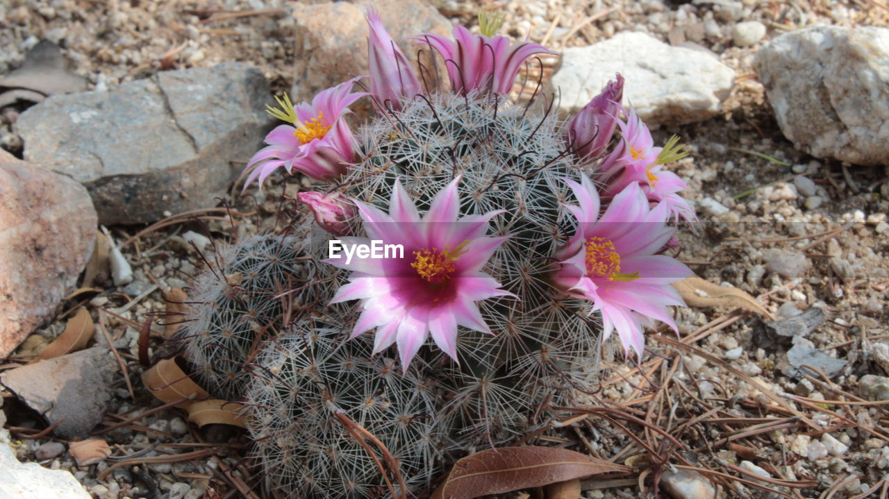 CLOSE-UP OF PINK CROCUS BLOOMING ON FIELD