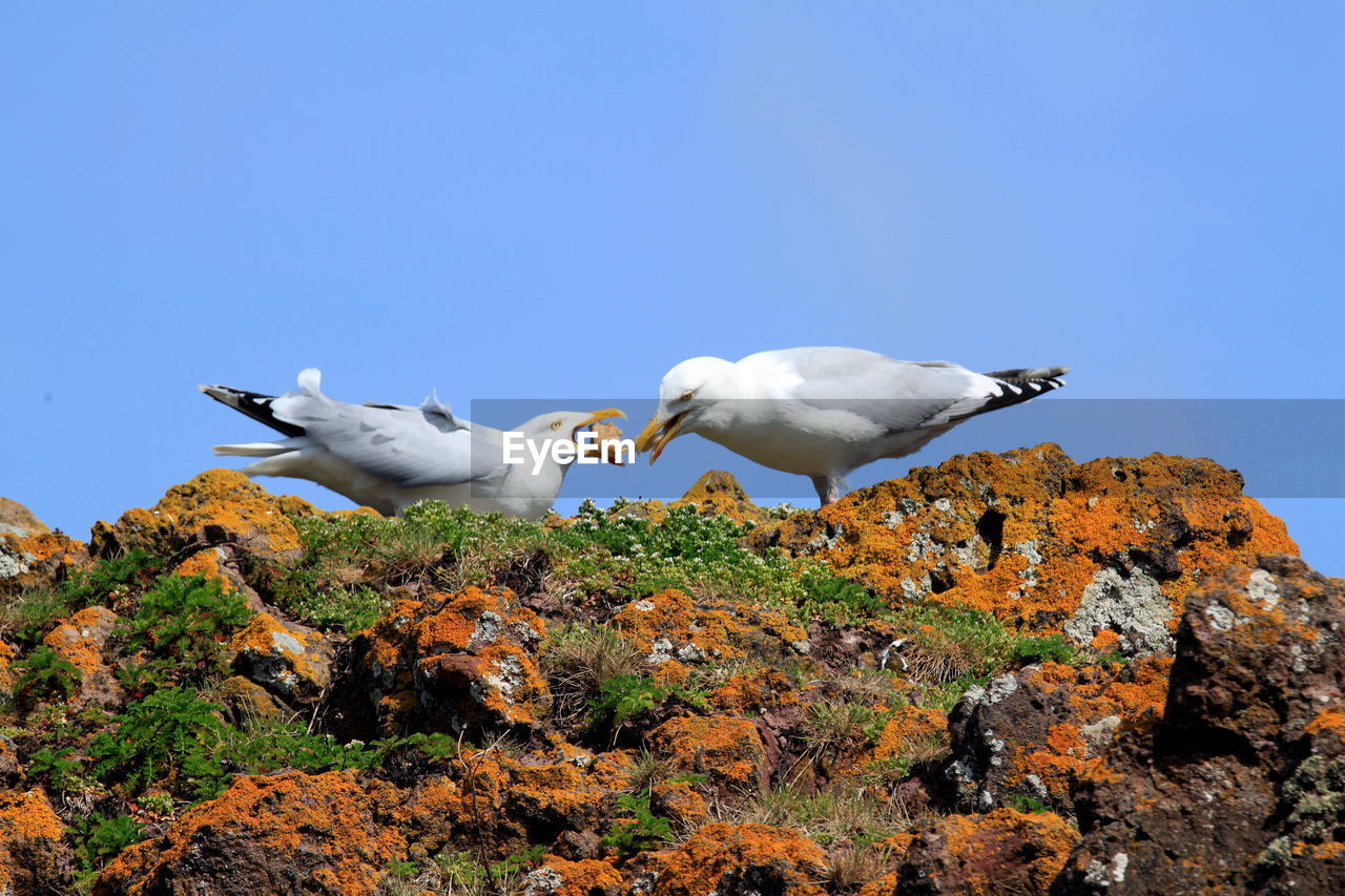 Low angle view of seagulls perching on rock against clear blue sky