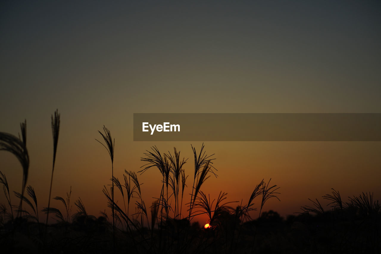 Silhouette plants growing on field against sky during sunset