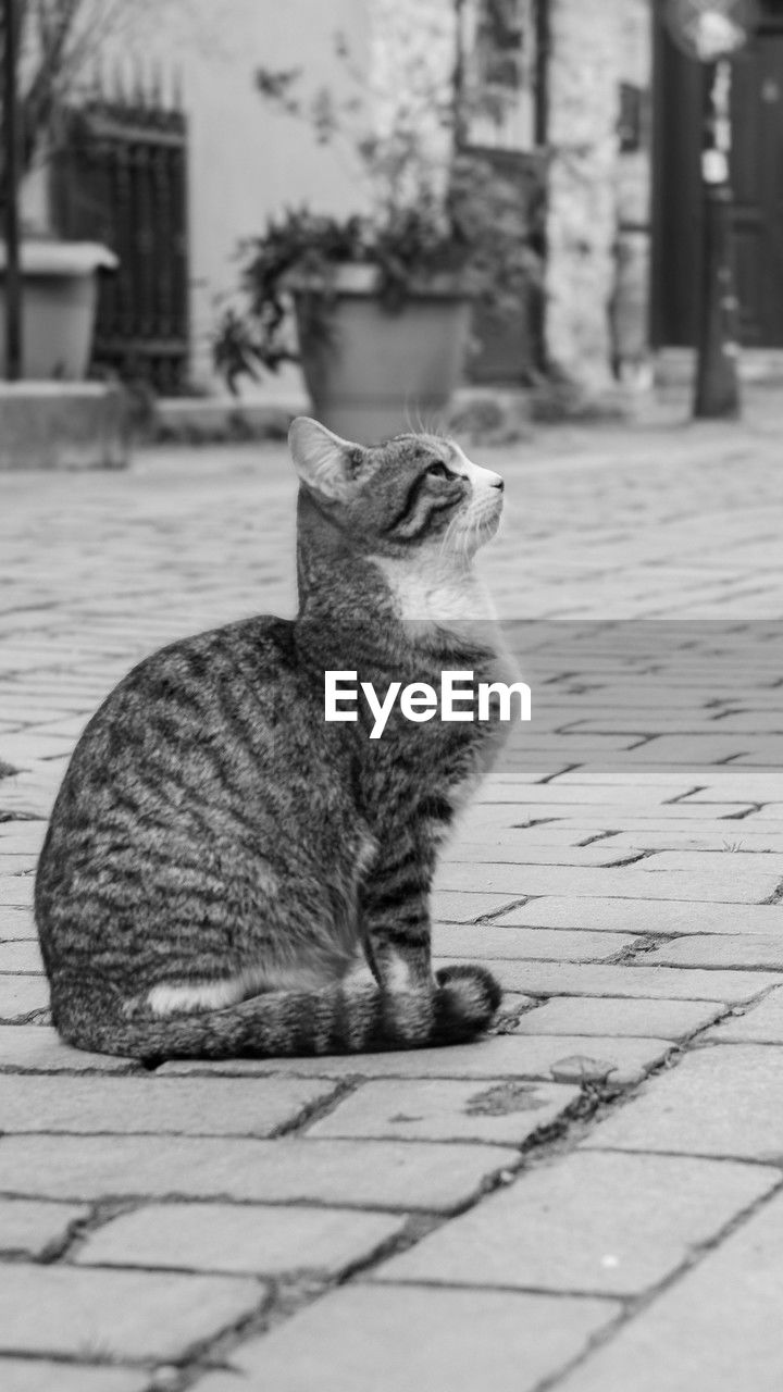 animal, animal themes, cat, one animal, mammal, pet, black and white, domestic animals, footpath, feline, monochrome, domestic cat, black, whiskers, monochrome photography, no people, small to medium-sized cats, sitting, focus on foreground, felidae, city, day, street, architecture, white, looking, looking away, relaxation