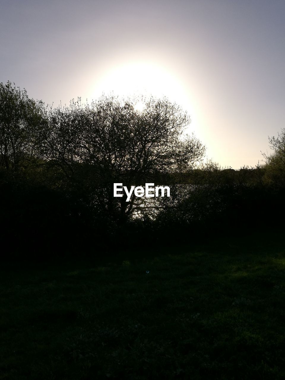 VIEW OF GIRAFFE AGAINST SKY