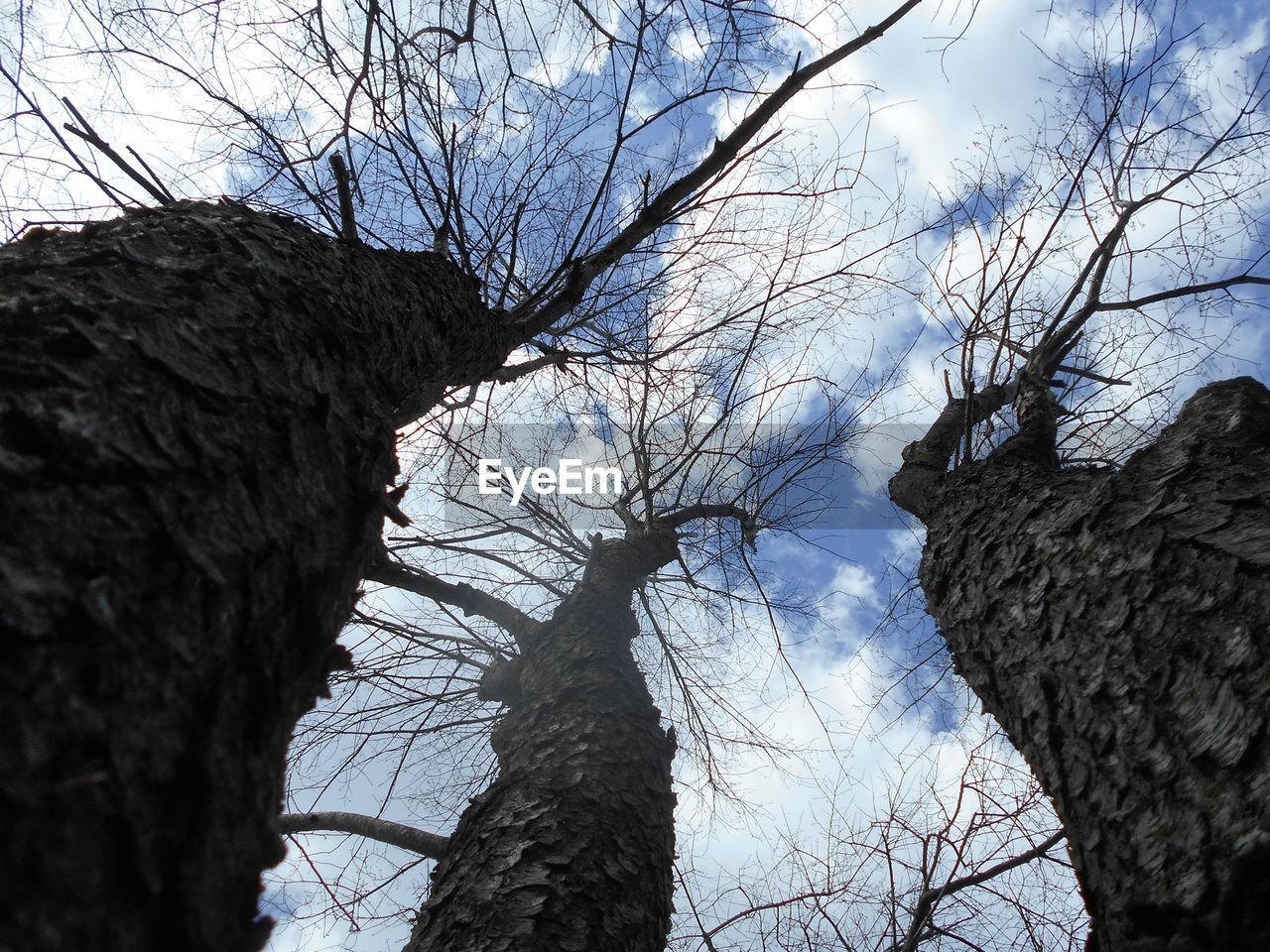 LOW ANGLE VIEW OF BARE TREES AGAINST SKY