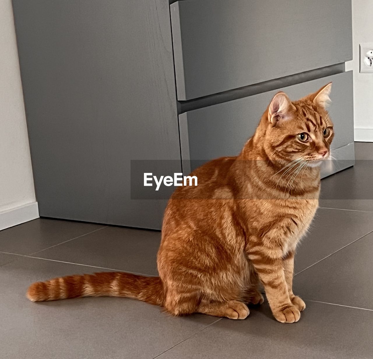 pet, animal themes, animal, cat, domestic animals, mammal, one animal, feline, domestic cat, indoors, sitting, felidae, small to medium-sized cats, tabby cat, whiskers, no people, flooring, full length, portrait, looking