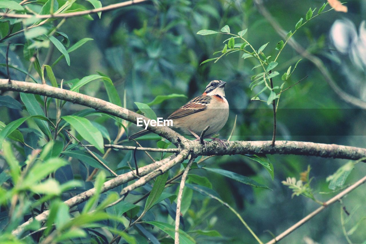 Low angle view of bird perching on branch