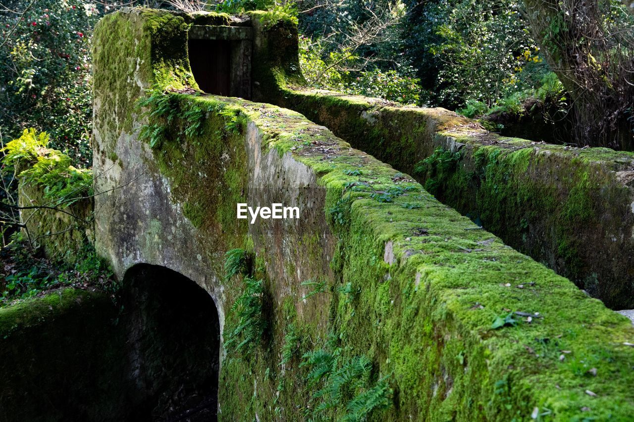 Arch bridge over stream in forest