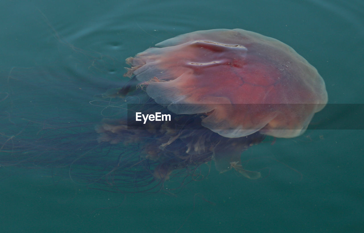 Puget sound jellyfish 