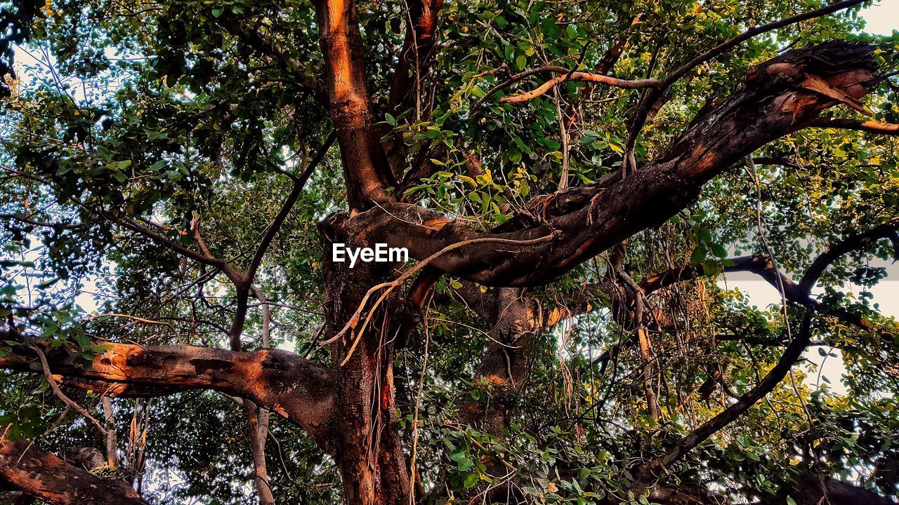 LOW ANGLE VIEW OF TREE IN FOREST