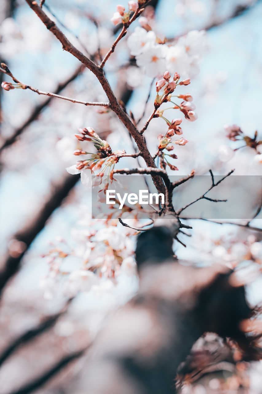 Low angle view of cherry blossoms in spring