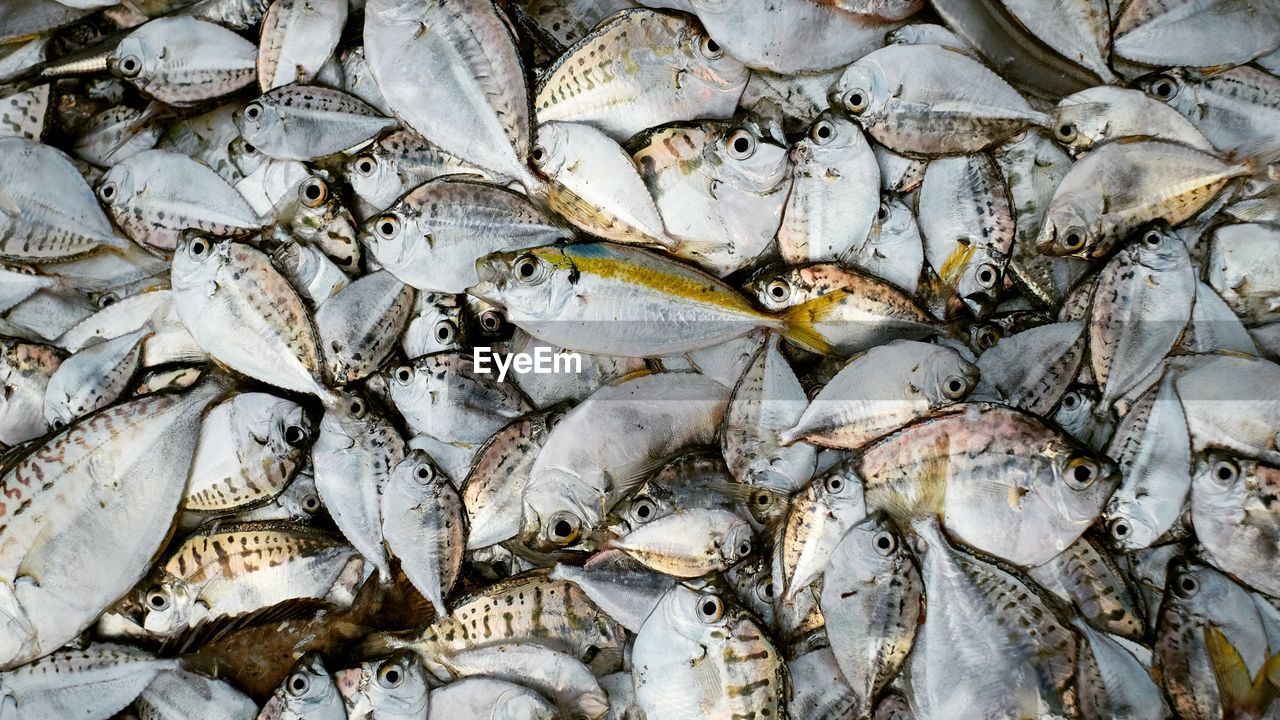 High angle view of fish for sale