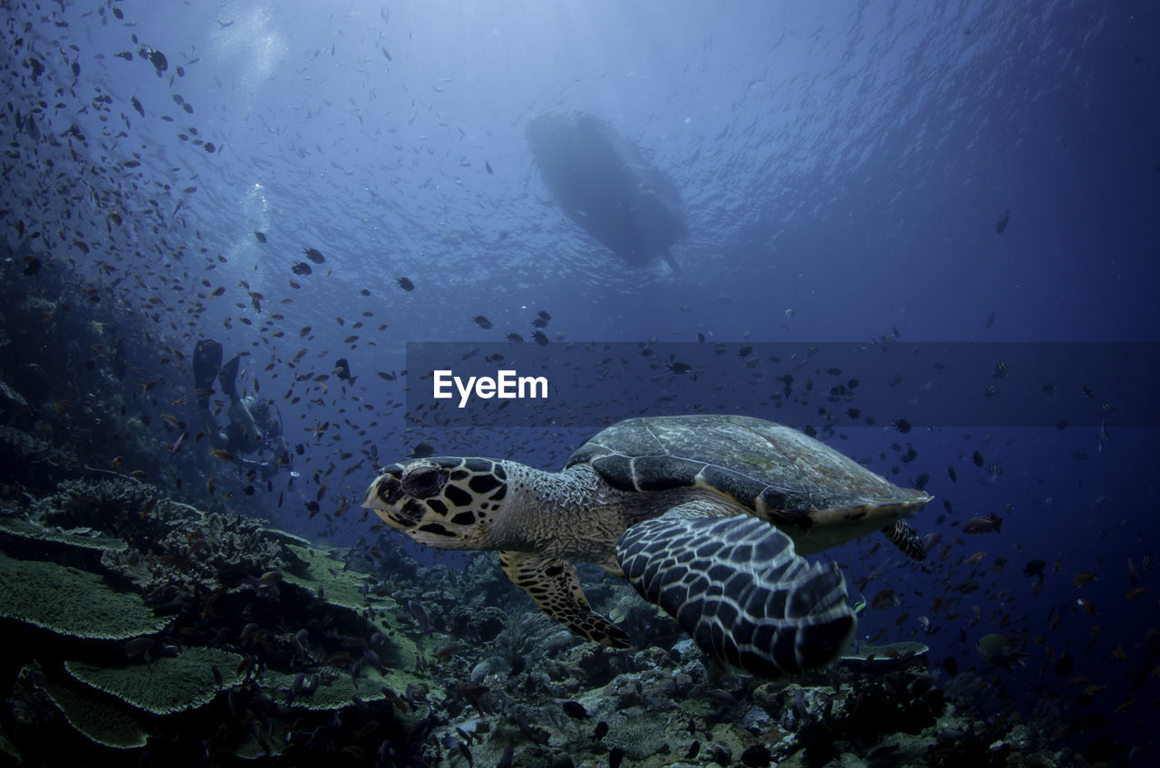 Low angle view of sea turtle with fish swimming in sea