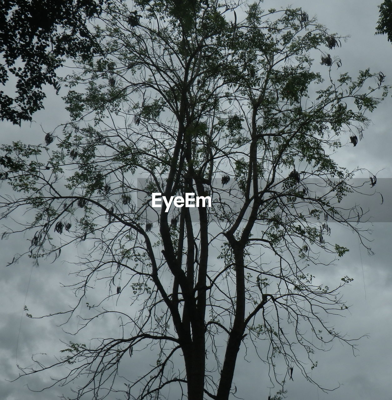 LOW ANGLE VIEW OF TREE