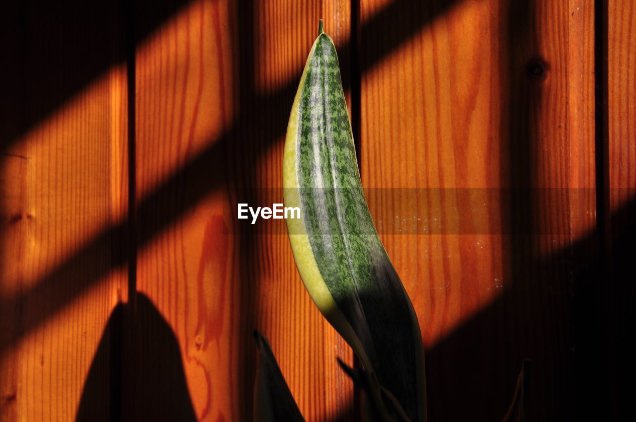 Close-up of a leaf on wood