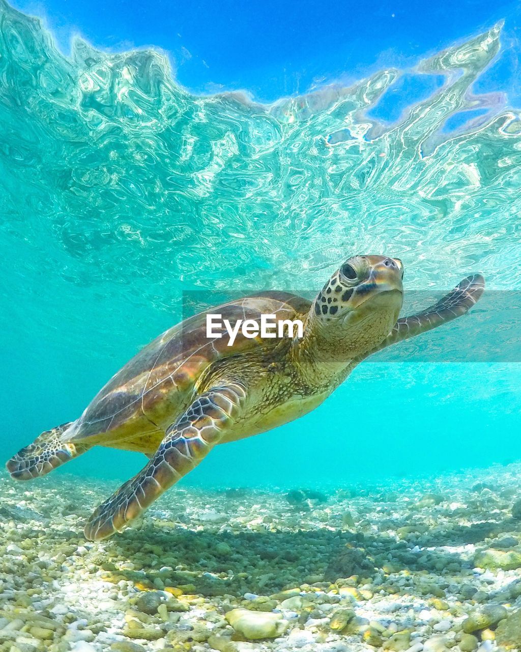 Close-up of turtle swimming in sea