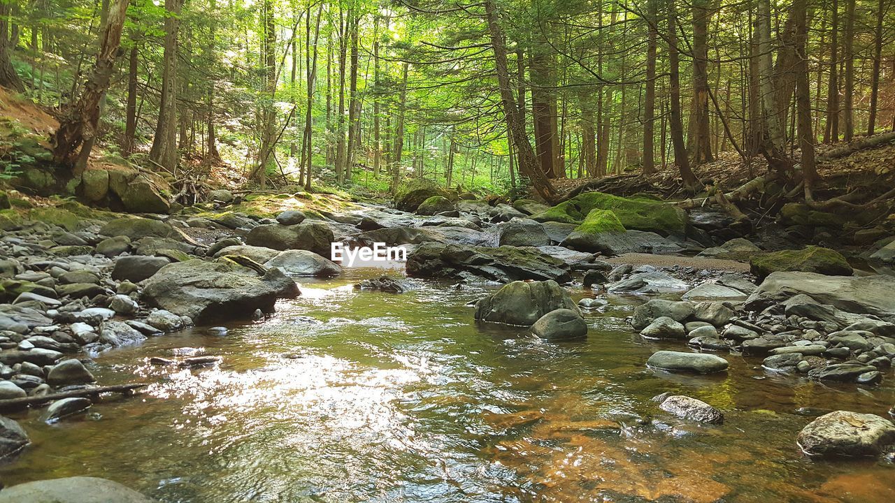 STREAM FLOWING THROUGH FOREST