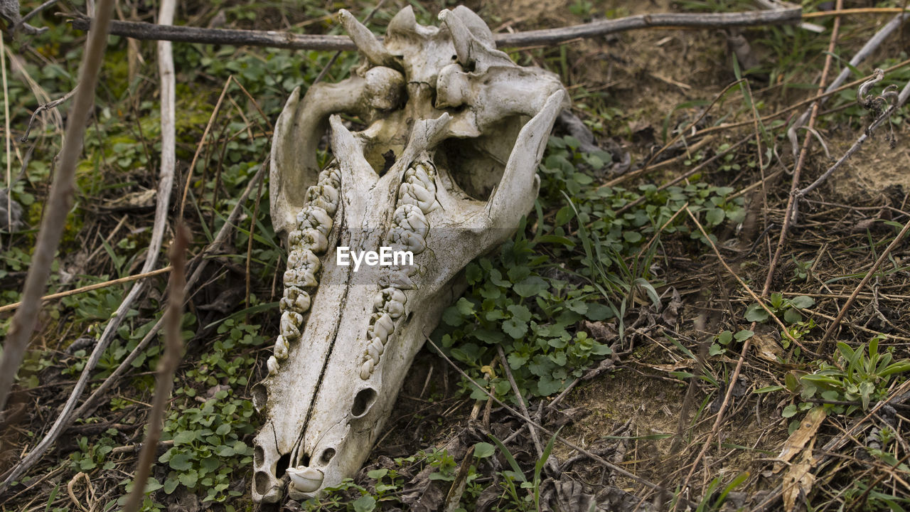 High angle view of animal skull on field