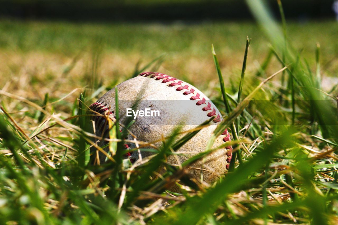 Close-up of baseball in grass