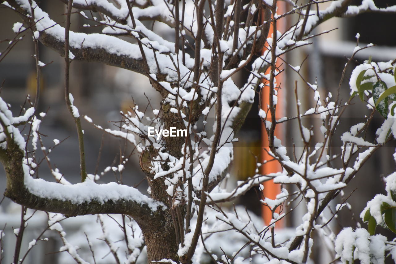 CLOSE-UP OF SNOW COVERED PLANTS