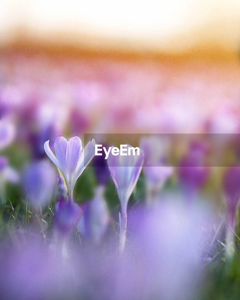 CLOSE-UP OF CROCUS BLOOMING OUTDOORS