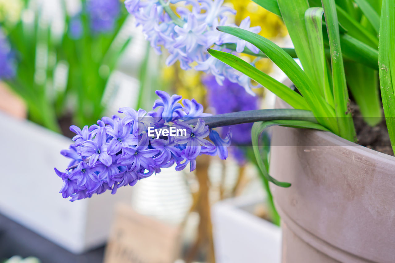 Closeup of blue blooming hyacinth flower with green leaves. spring flower background,