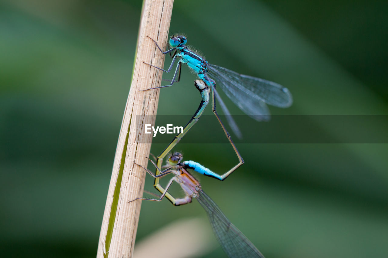 Close-up of two dragonfly insects