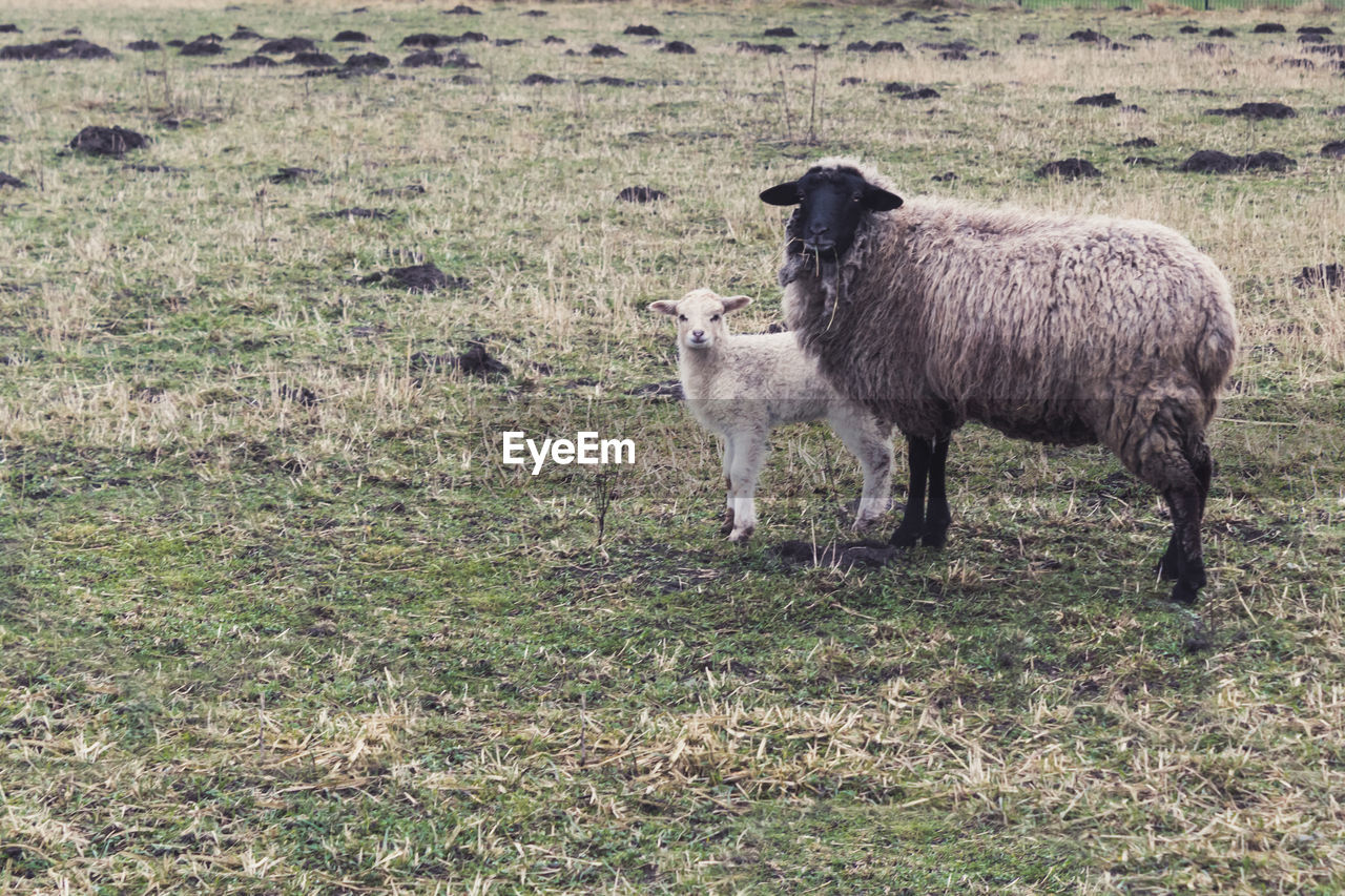 Sheep with lamb standing on field