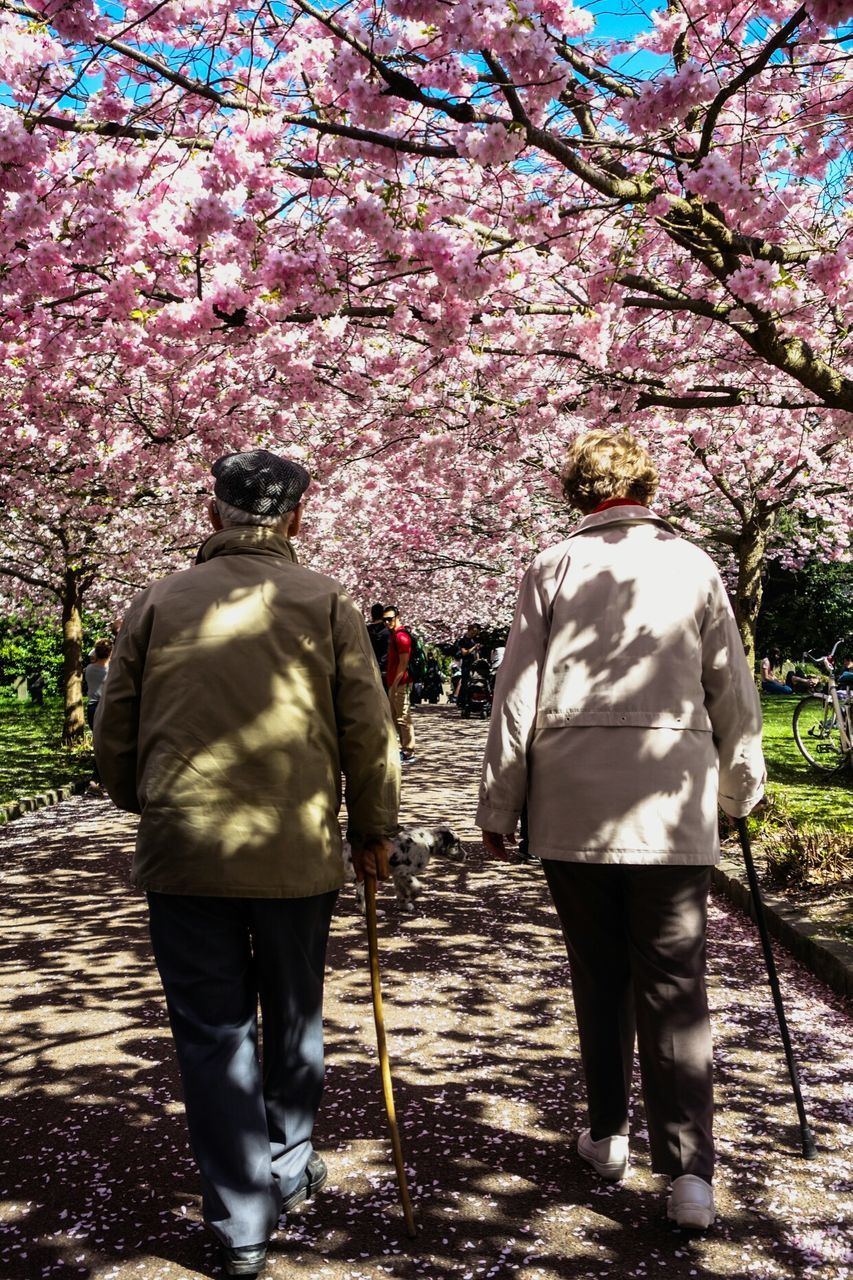 Rear view of senior couple walking on footpath in garden