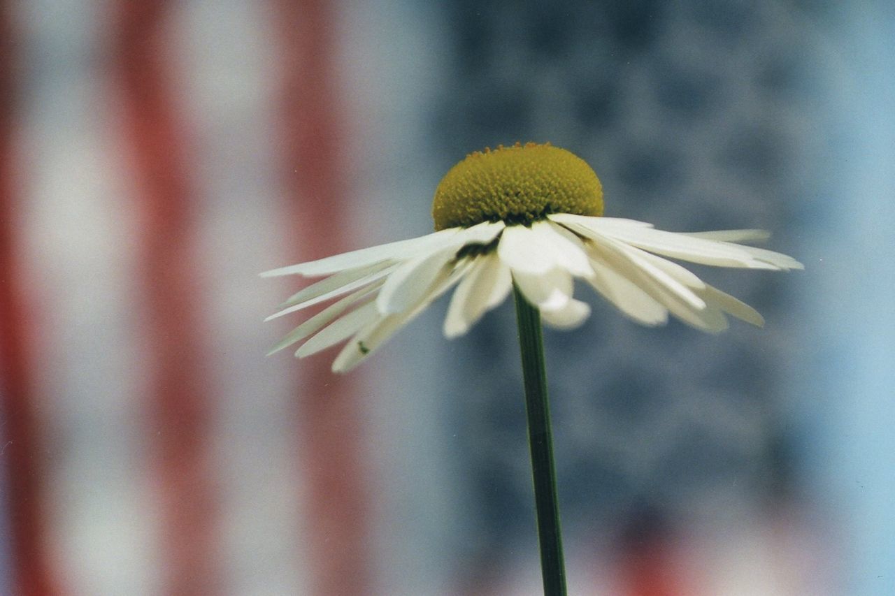 Close-up of yellow flower