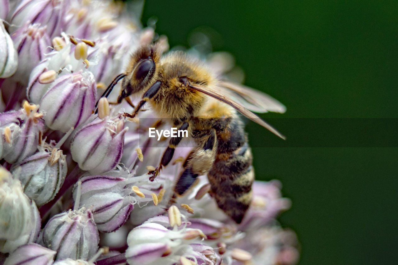 Close-up of bee pollinating on flower