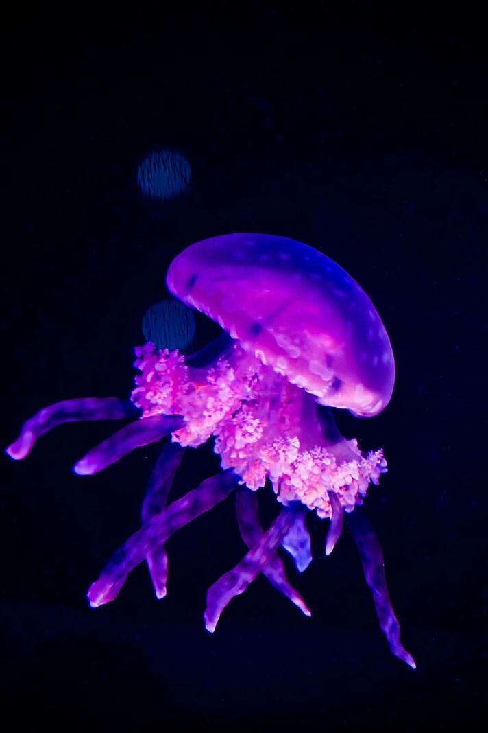 CLOSE-UP OF JELLYFISH UNDERWATER