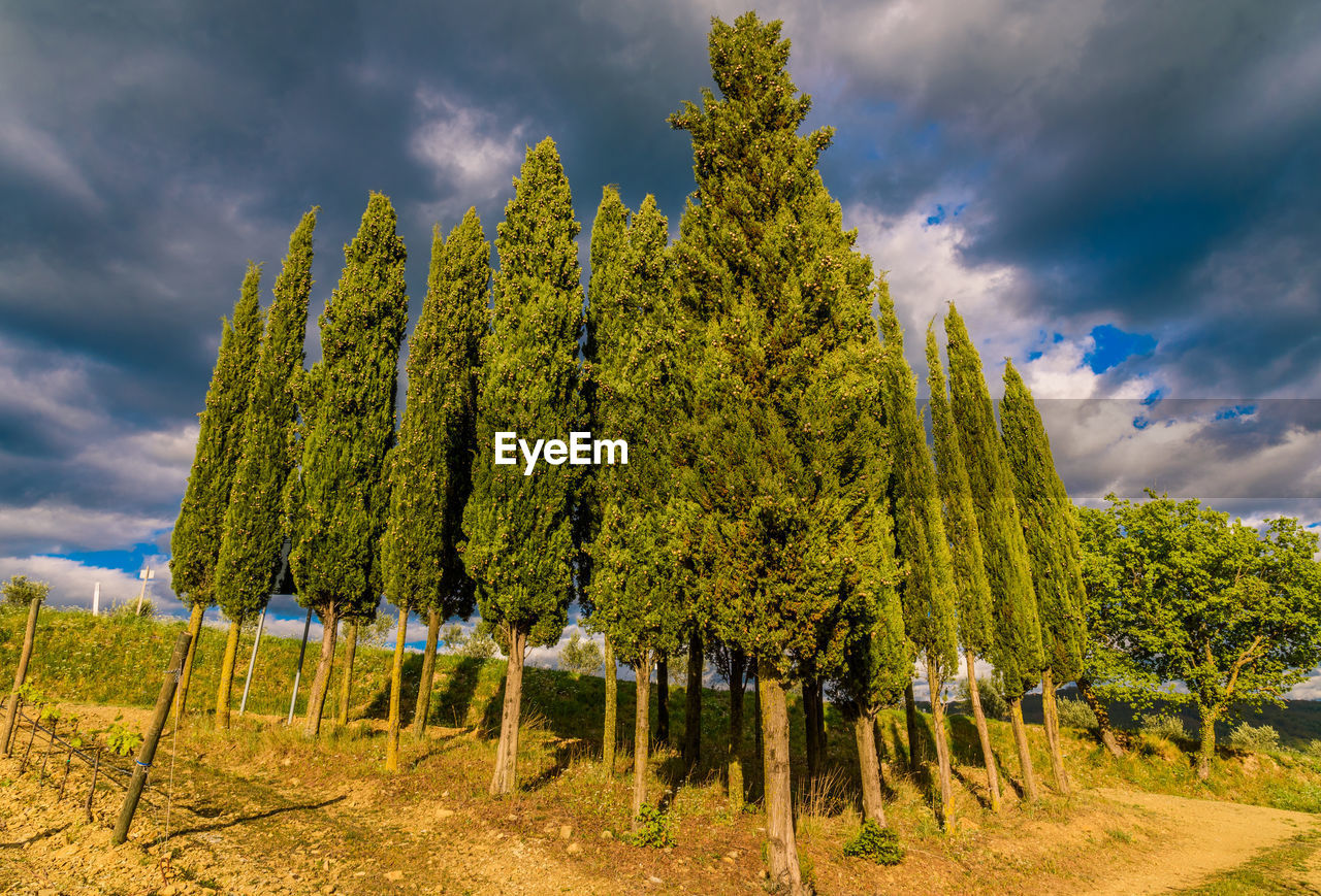 PANORAMIC VIEW OF TREE ON FIELD AGAINST SKY