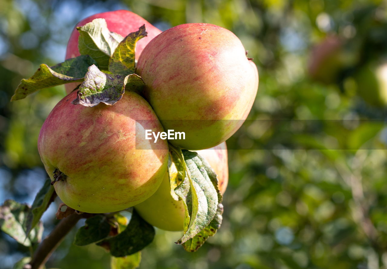 CLOSE-UP OF APPLE