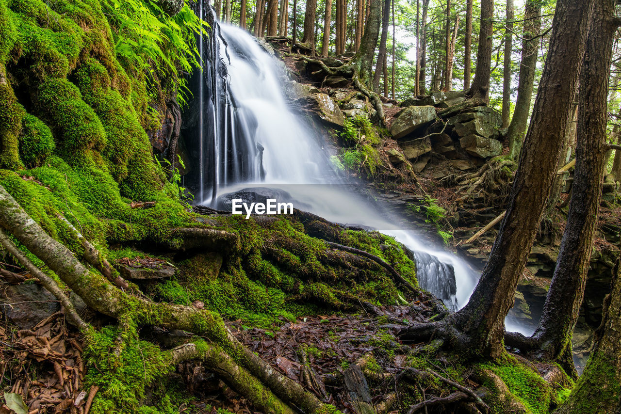 Scenic view of waterfall in forest