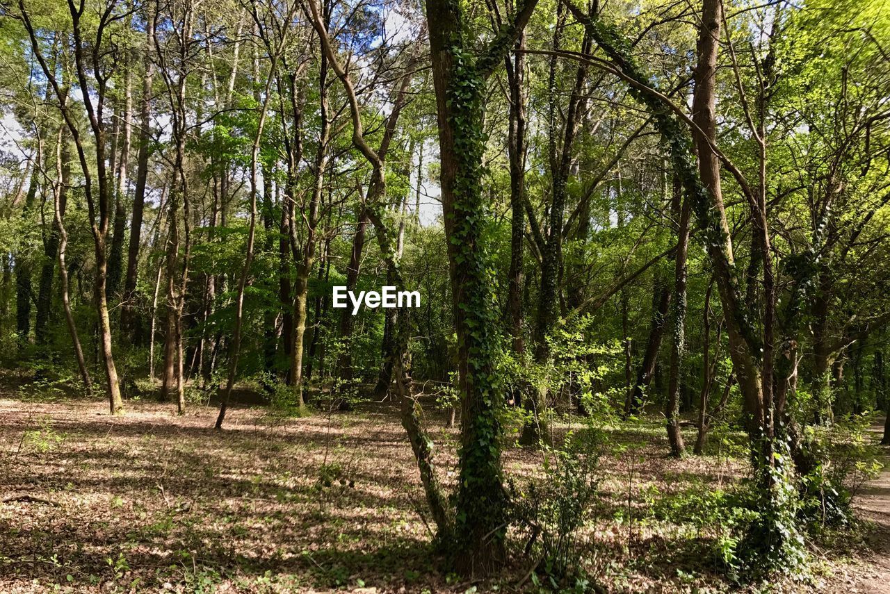 TREES IN FOREST AGAINST SKY