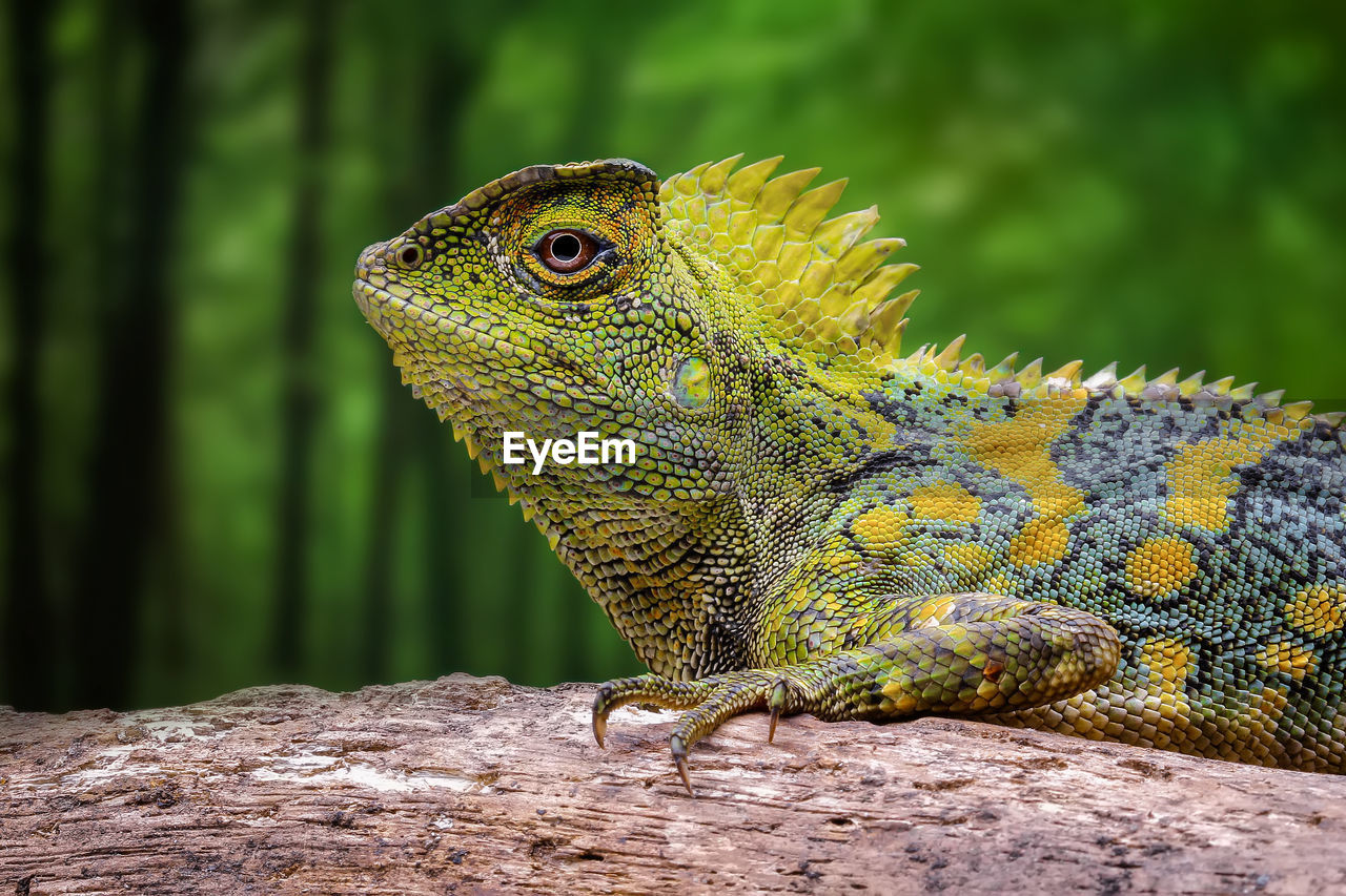 CLOSE-UP OF A LIZARD ON A LEAF