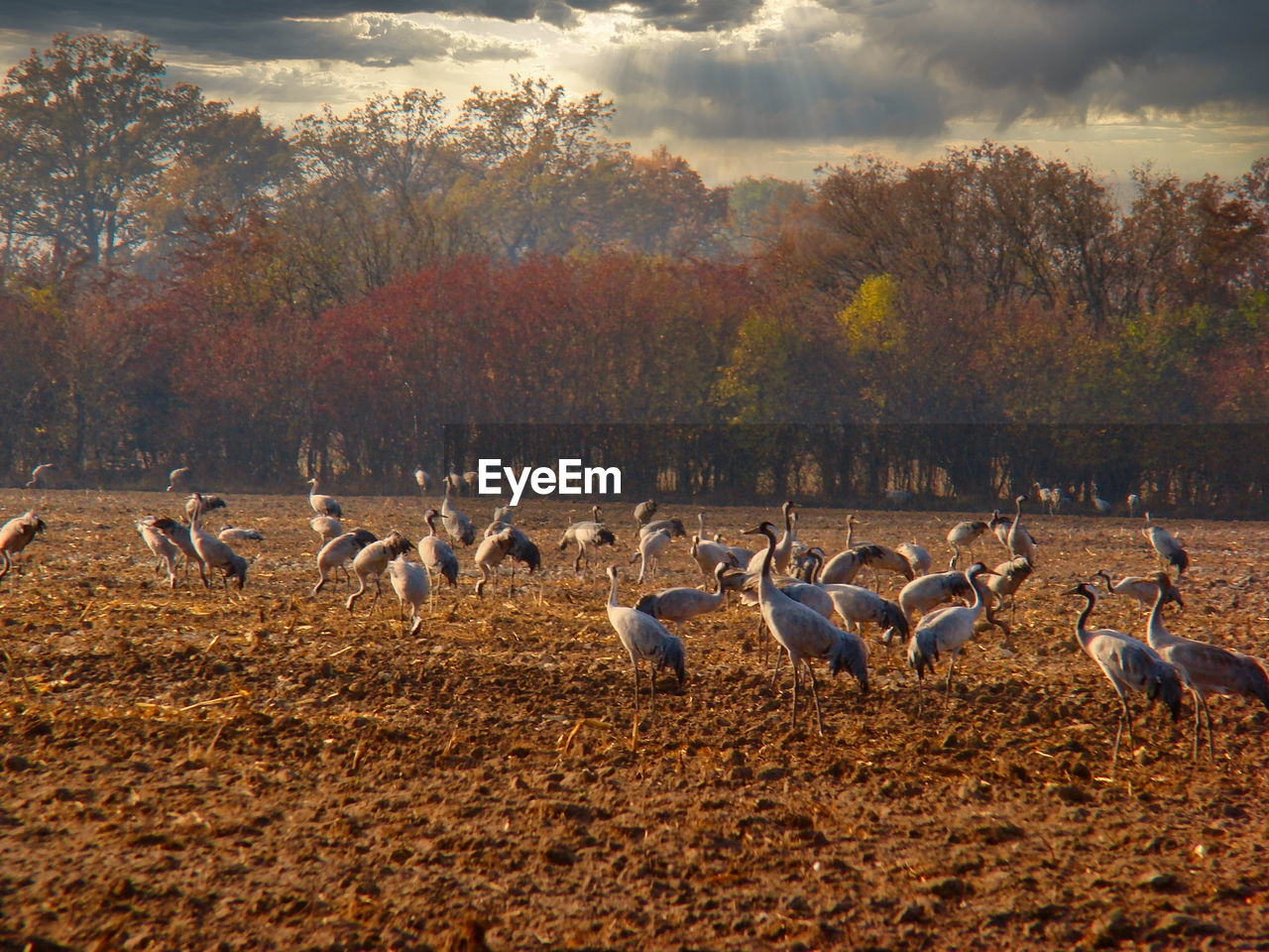 FLOCK OF BIRDS ON FIELD AGAINST SKY