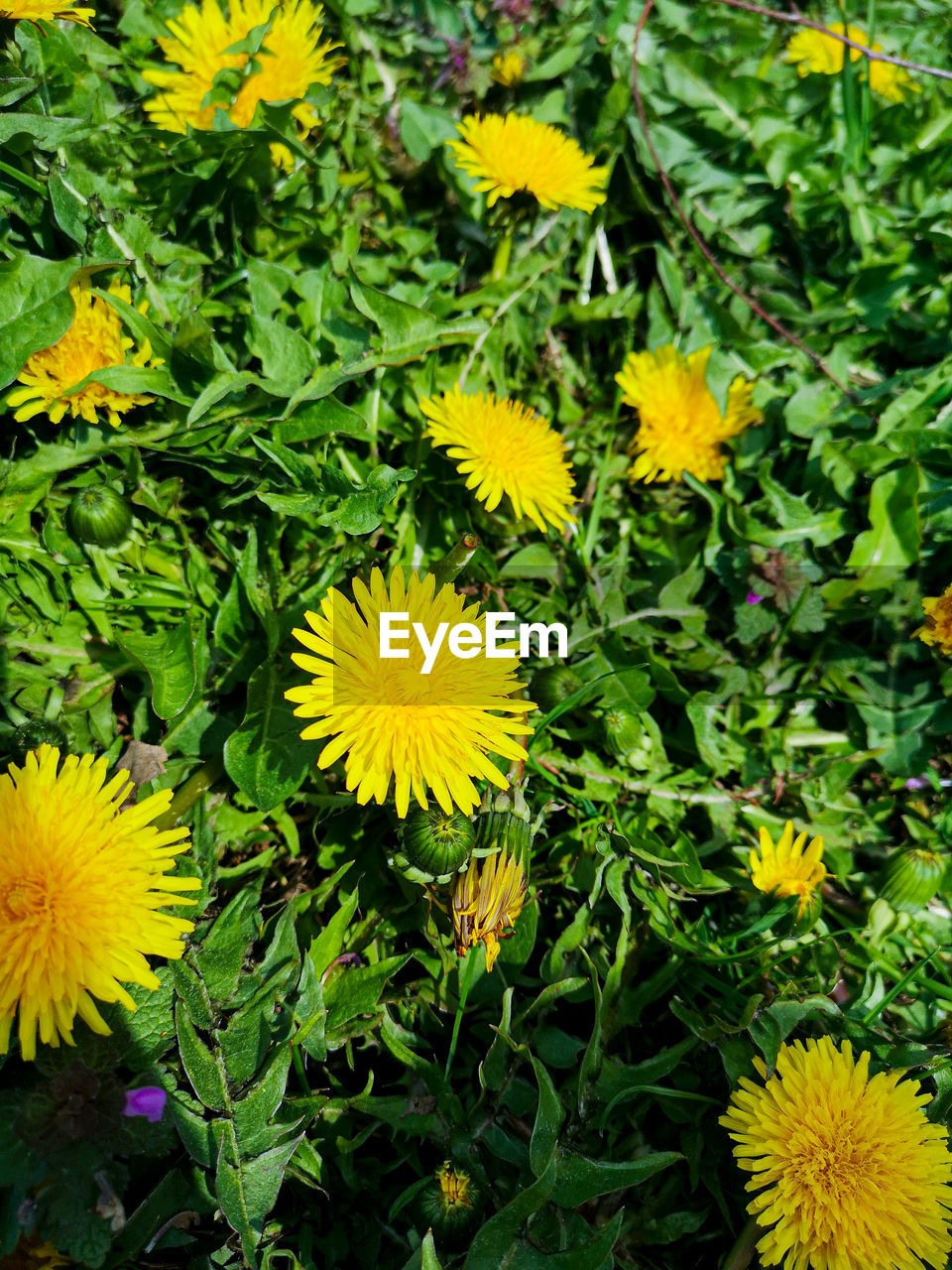 plant, flowering plant, flower, growth, beauty in nature, freshness, yellow, fragility, flower head, green, inflorescence, nature, petal, high angle view, plant part, leaf, day, no people, close-up, wildflower, field, meadow, outdoors, full frame, land, botany, herb, directly above