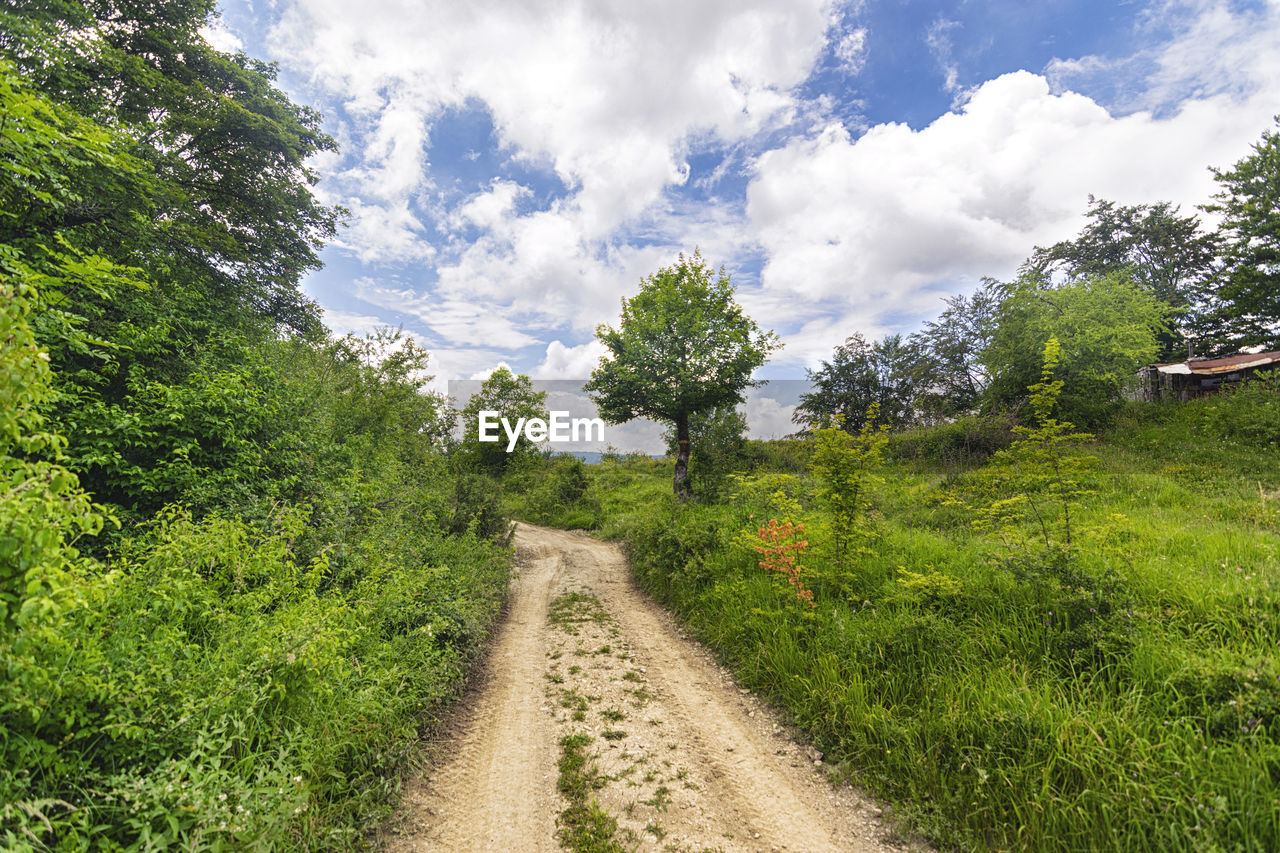 DIRT ROAD ALONG TREES AND PLANTS