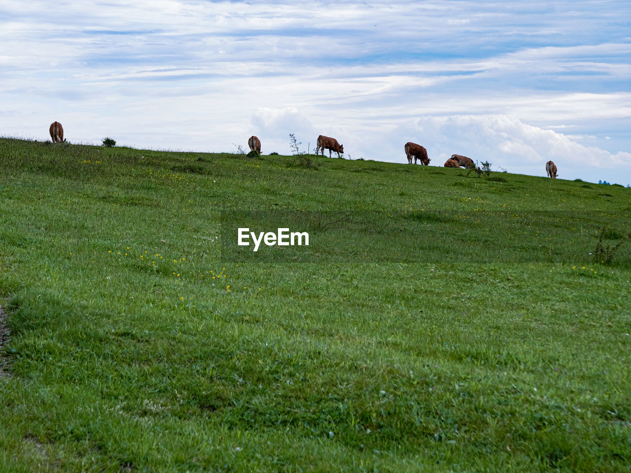 HORSES GRAZING IN FIELD