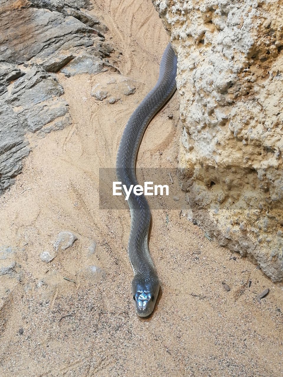 High angle view of snake on sand